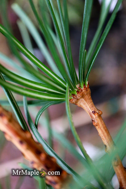- Sciadopitys verticillata 'Kugelblitz' Japanese Umbrella Pine - Mr Maple │ Buy Japanese Maple Trees
