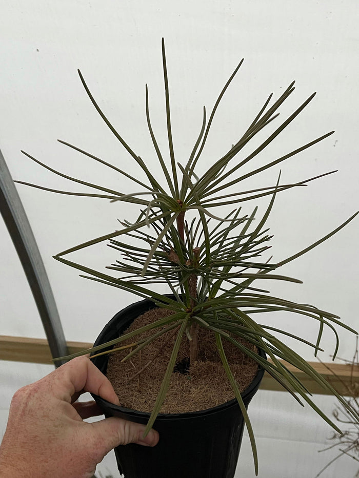- Sciadopitys verticillata 'Kugelblitz' Japanese Umbrella Pine - Mr Maple │ Buy Japanese Maple Trees