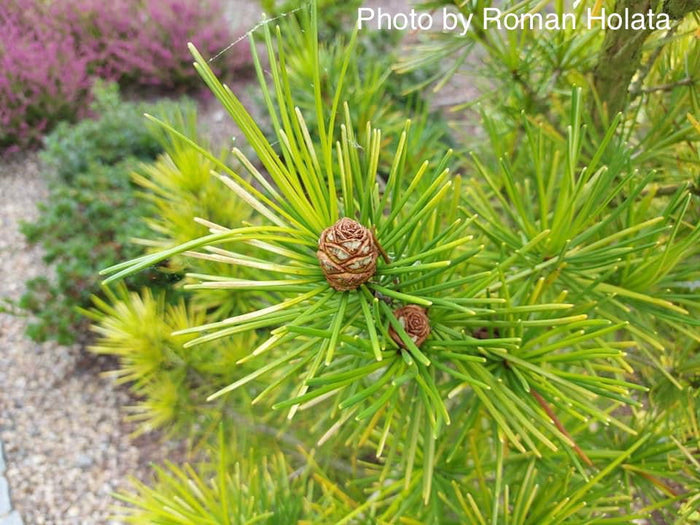 - Sciadopitys verticillata 'Richie's Cushion' Japanese Umbrella Pine Tree - Mr Maple │ Buy Japanese Maple Trees