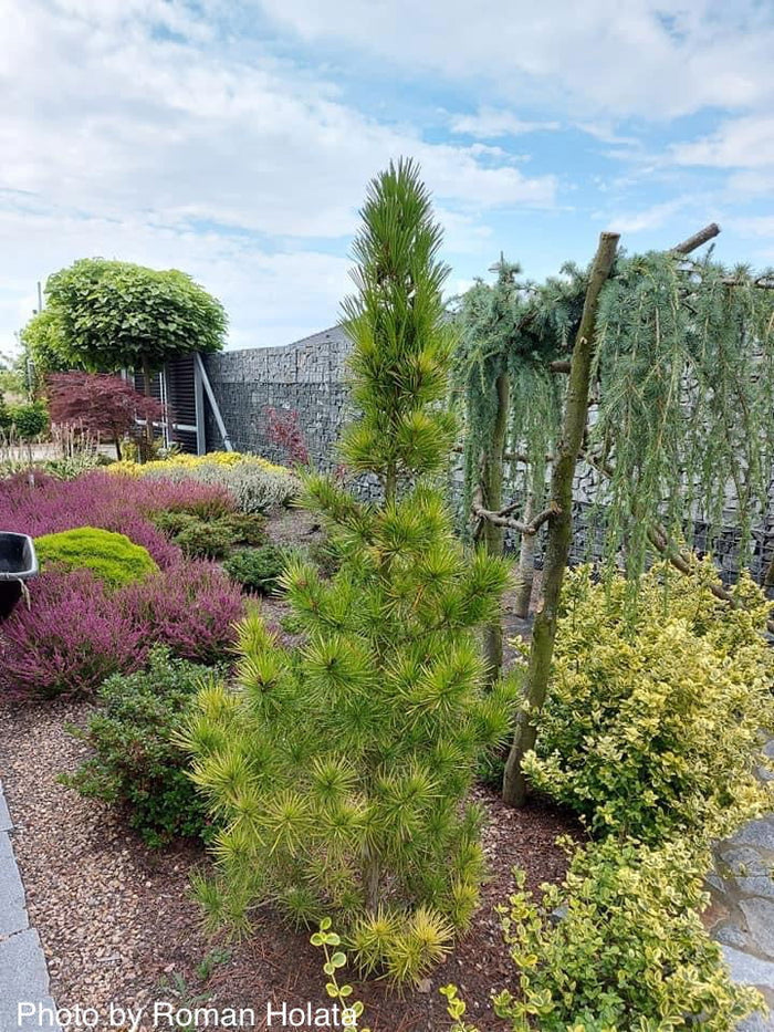 - Sciadopitys verticillata 'Richie's Cushion' Japanese Umbrella Pine Tree - Mr Maple │ Buy Japanese Maple Trees