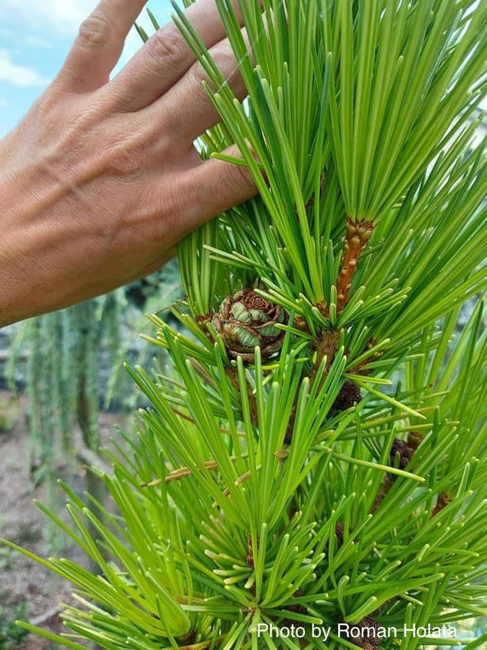 - Sciadopitys verticillata 'Richie's Cushion' Japanese Umbrella Pine Tree - Mr Maple │ Buy Japanese Maple Trees