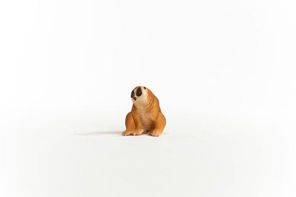 Slow Loris