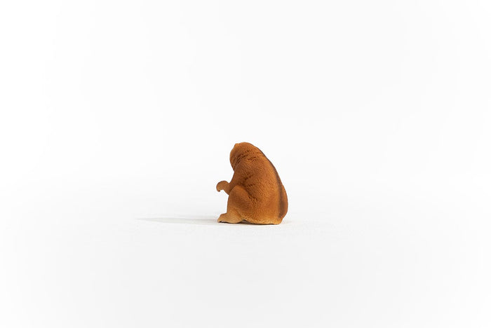 Slow Loris