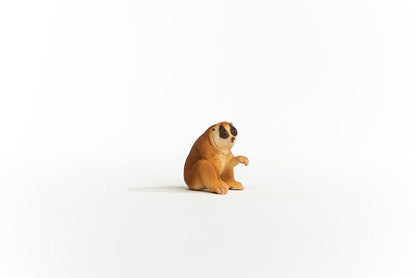 Slow Loris